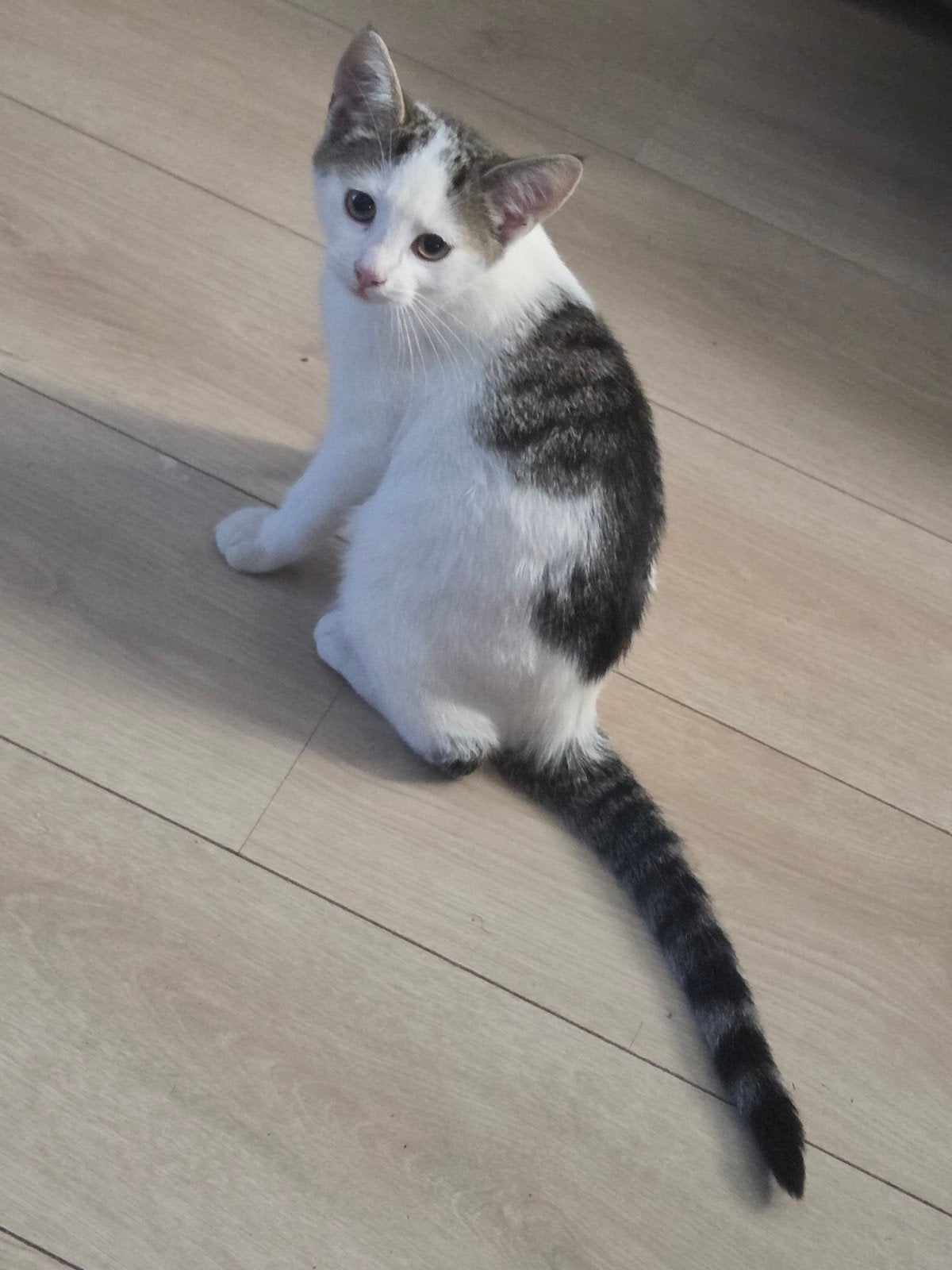 3 prachttigen kittens