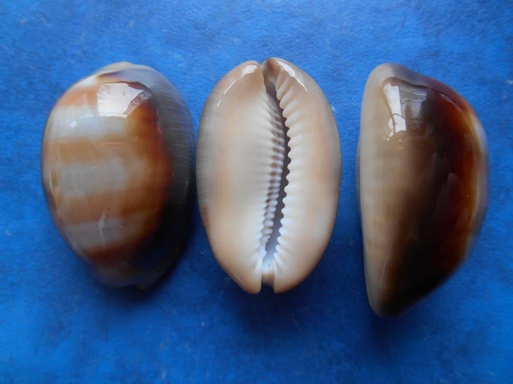 Schelpen: Cypraea ventriculus Lamarck f++/gem 48-53mm, Verzamelen, Mineralen en Fossielen, Ophalen of Verzenden, Schelp(en)