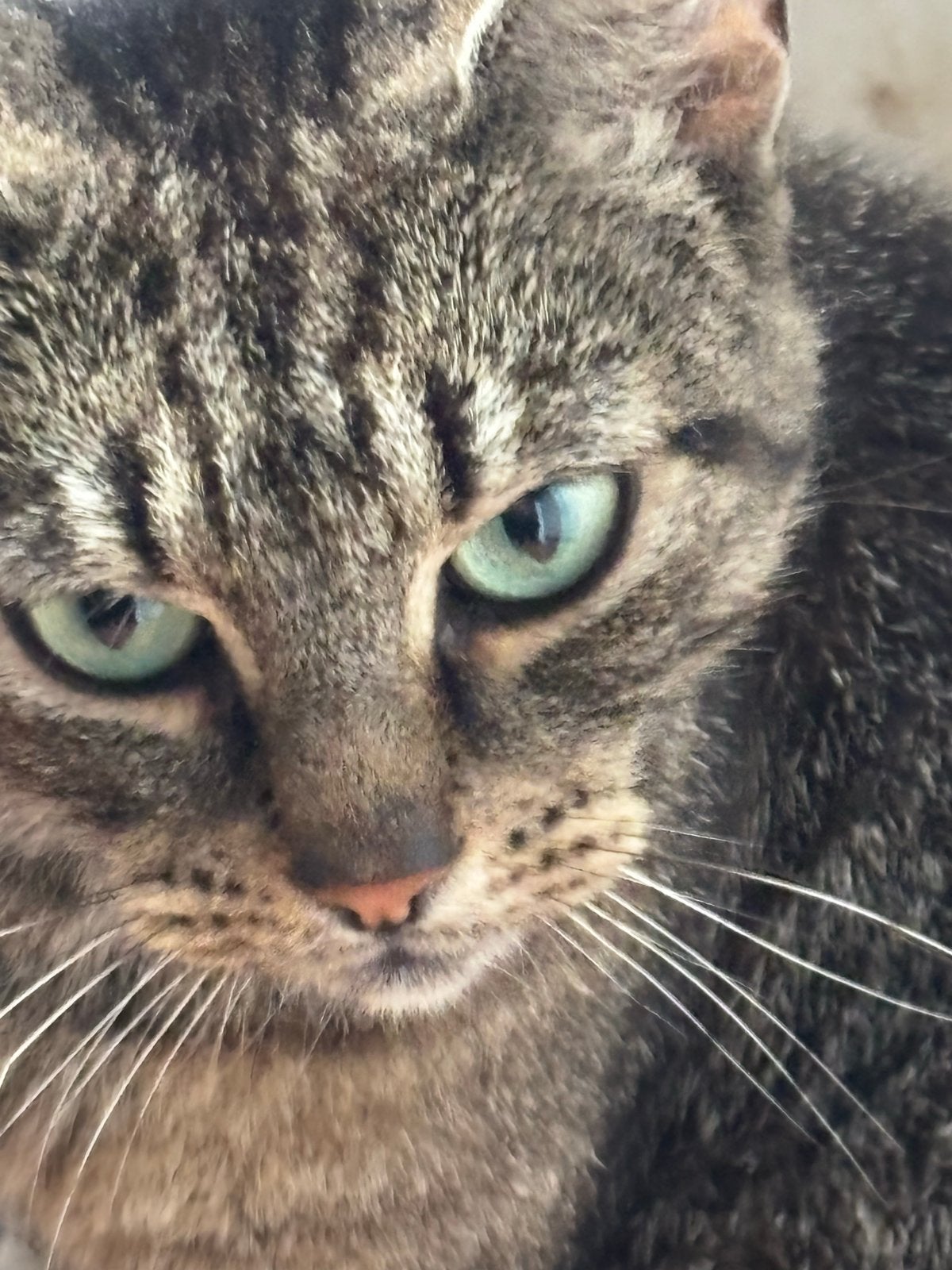l  Lieve poes Zara – 4 jaar – gesteriliseerd