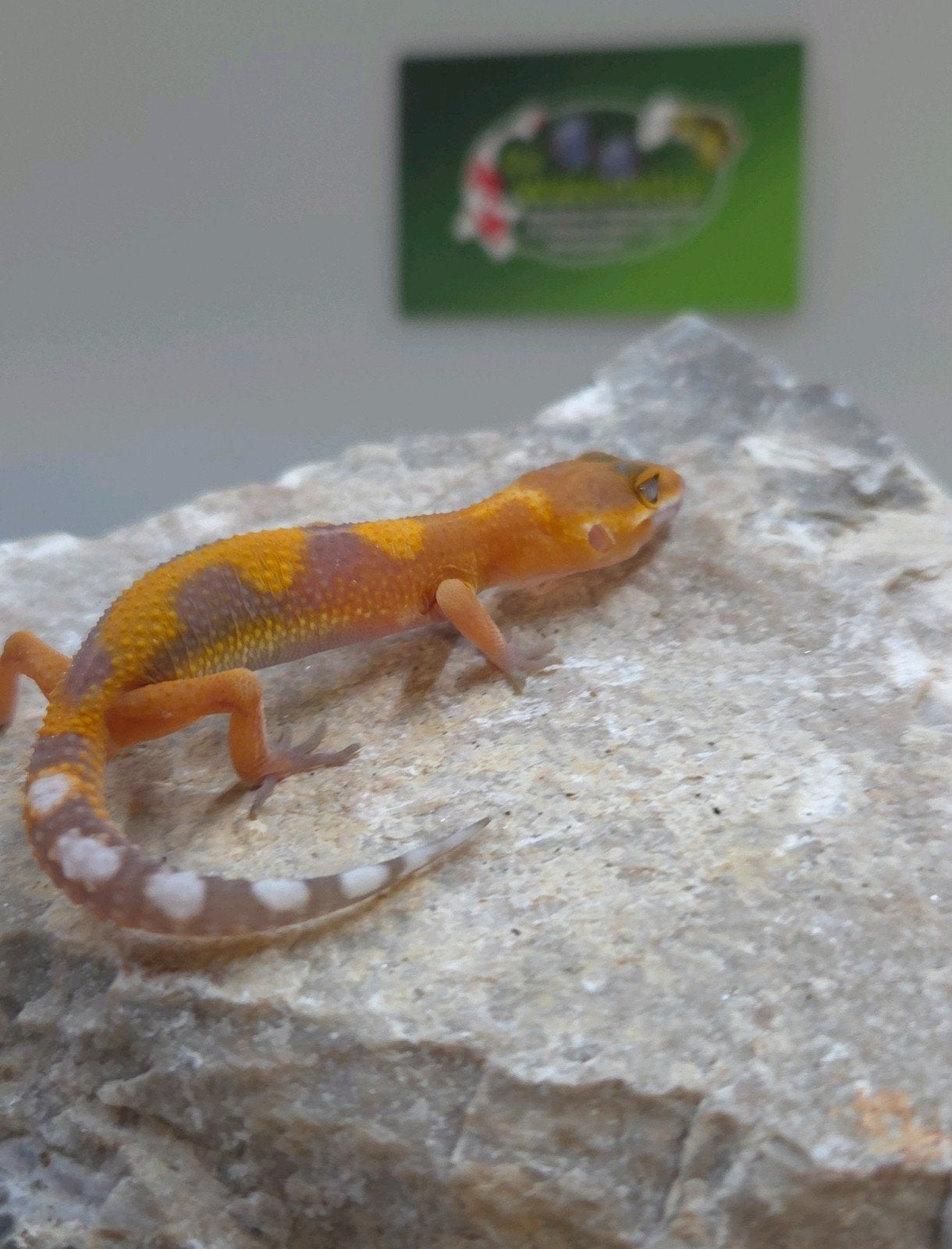 Luipaardgekko Leopard Gecko photo 2