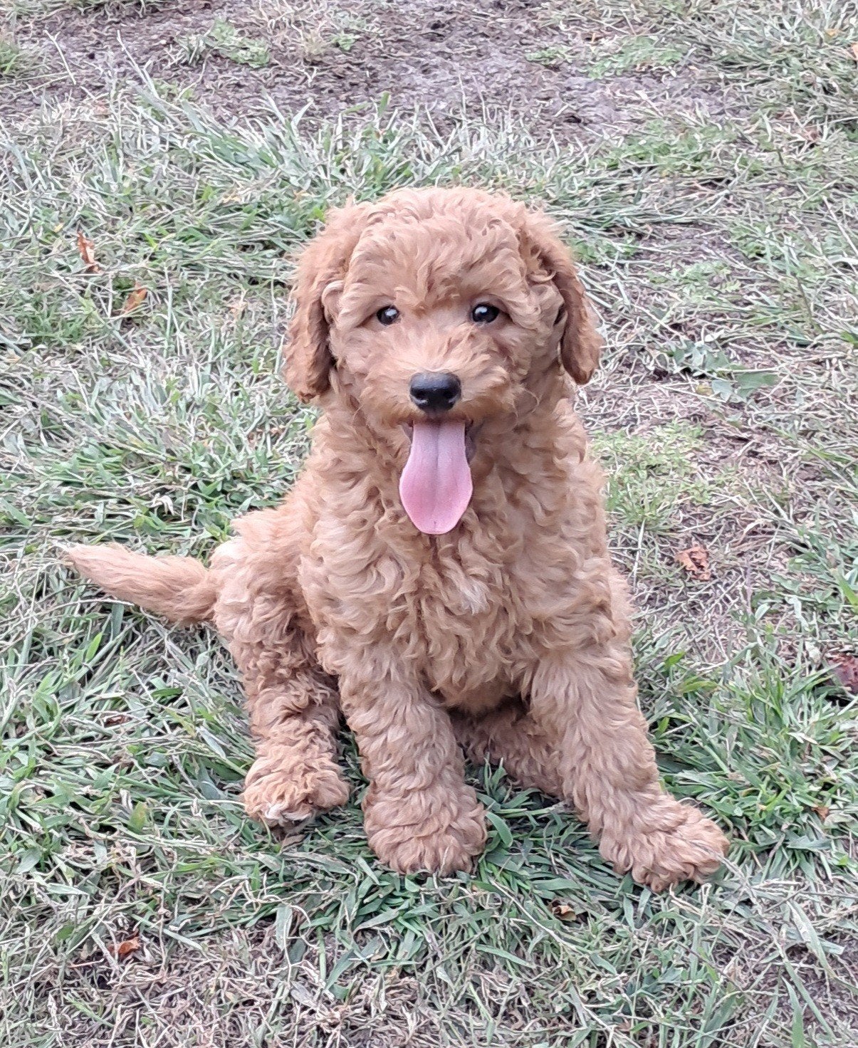 Toy dwergpoedels pups (mogen het net verlaten), Poedel, 8 tot 15 weken, Parvo, Meerdere