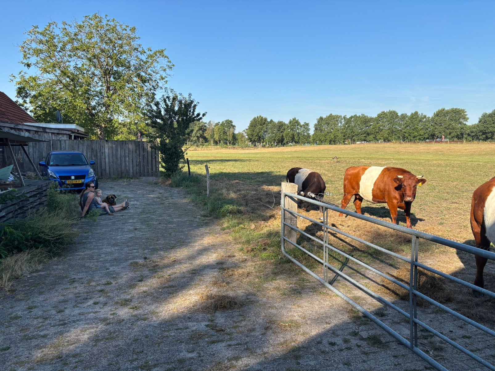 Lakenvelder stier met stamboek, Mannelijk, Kip