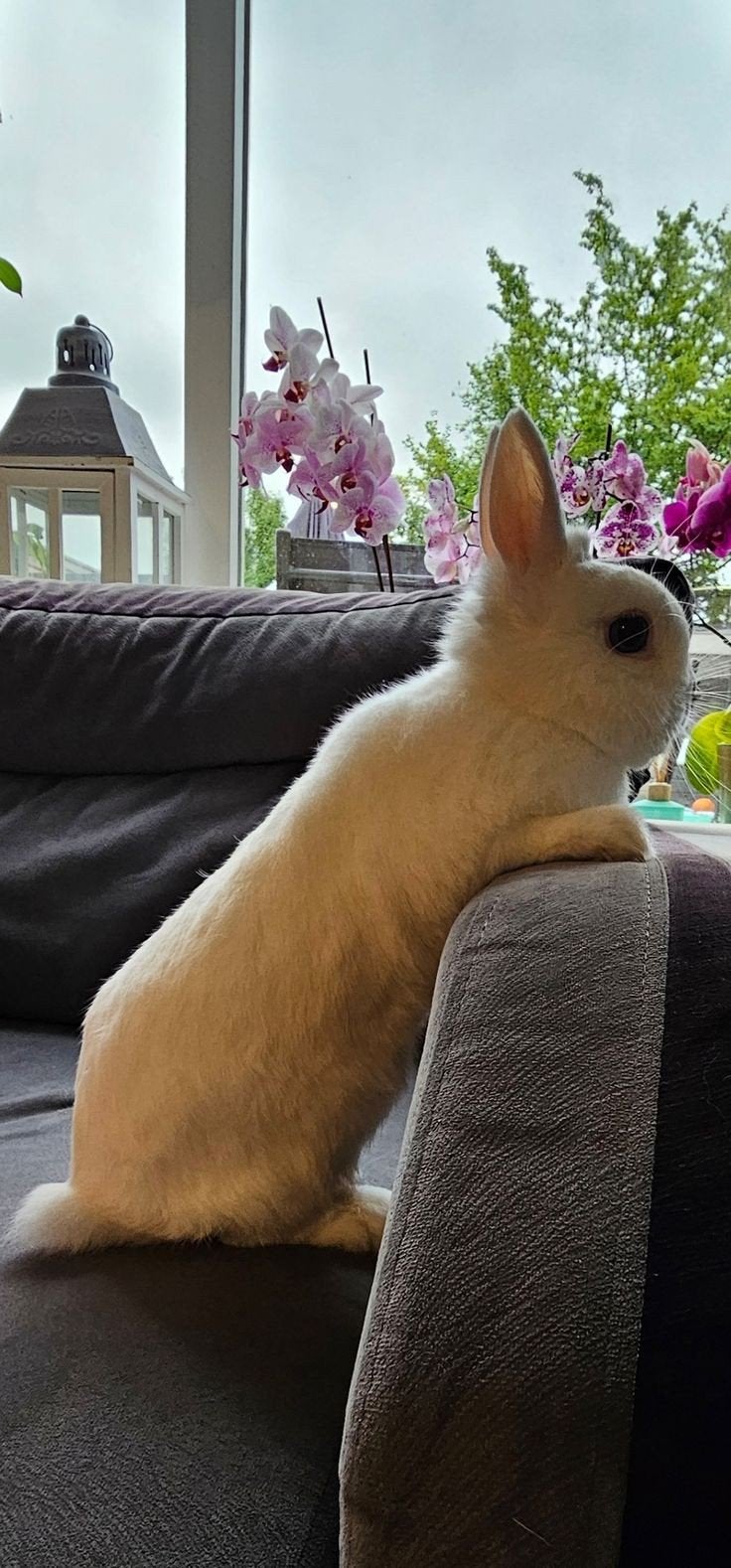 Konijn, Ophalen, Kooi, Konijn, Minder dan 60 cm