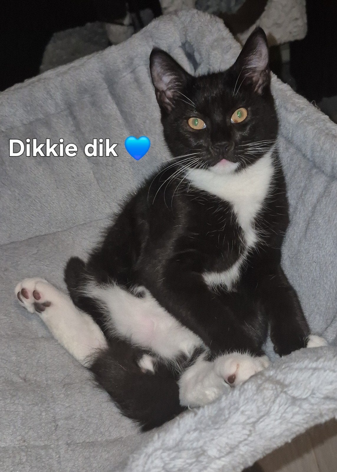 2 kittens korthaar mix mainecoon, Meerdere dieren, Ontwormd, 0 tot 2 jaar