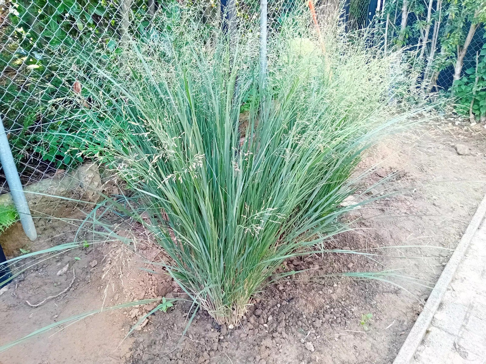 18 mooie siergrassen te koop, Tuin en Terras, Ophalen, Siergrassen, Volle zon