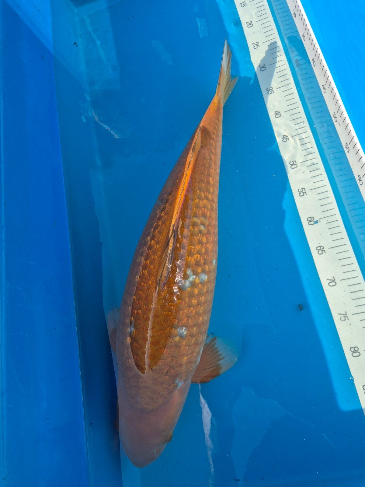 Ginrin Ochiba Oofuchi 67cm, Karper of Koi