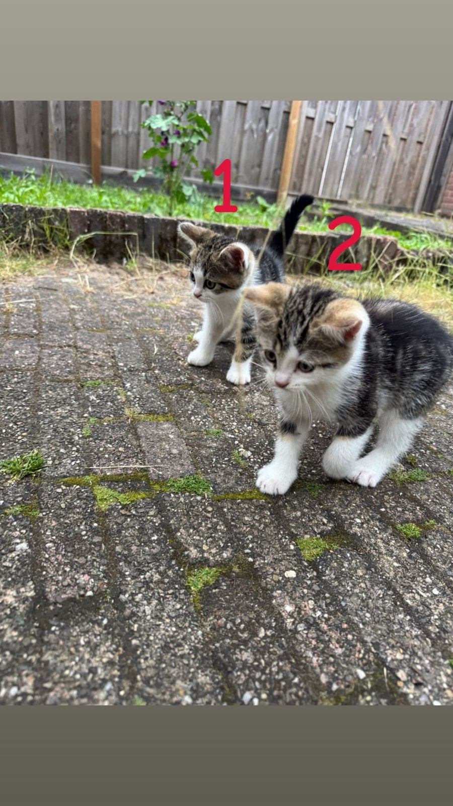 Britse korthaar Kittens, Dieren en Toebehoren, Katten en Kittens | Overige Katten, Kortharig, Meerdere dieren, 0 tot 2 jaar