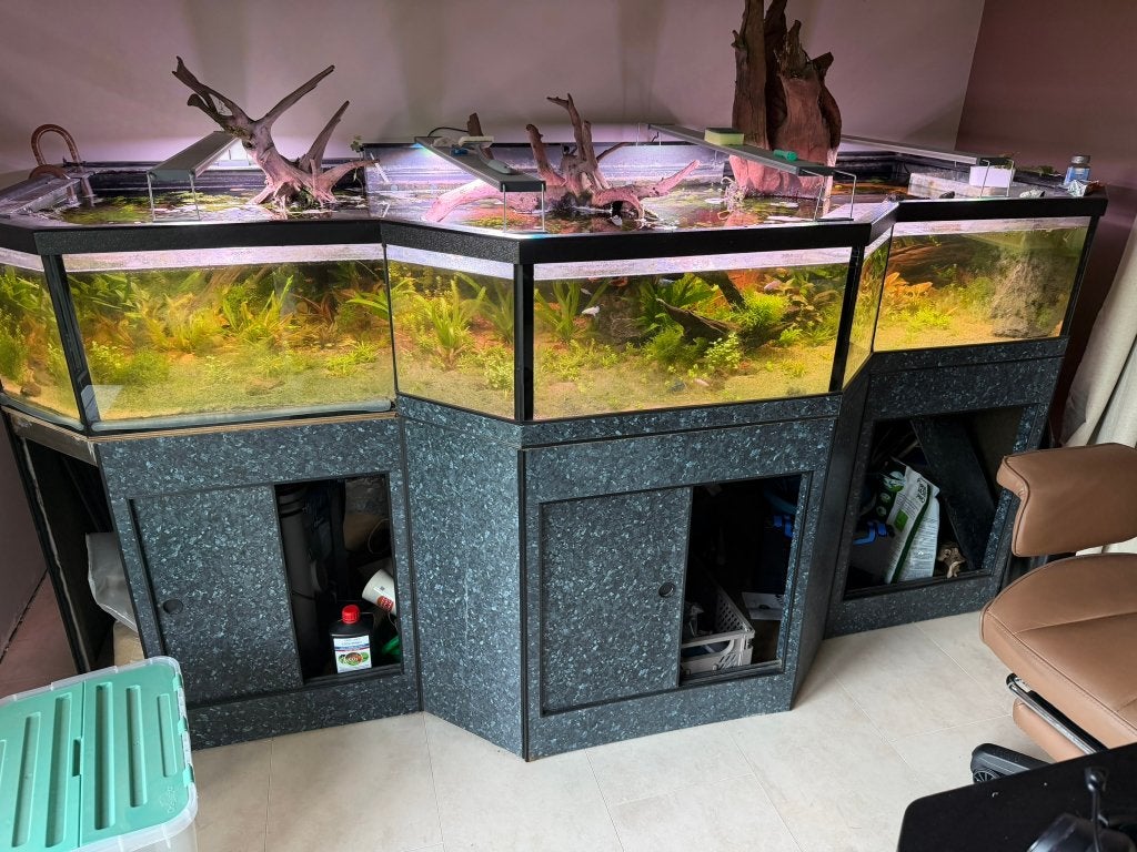 Uniek shallow aquarium 850 liter - incl filter en decoratie, Dieren en Toebehoren, Ophalen, Inclusief controller, Gebruikt, Gevuld zoetwateraquarium