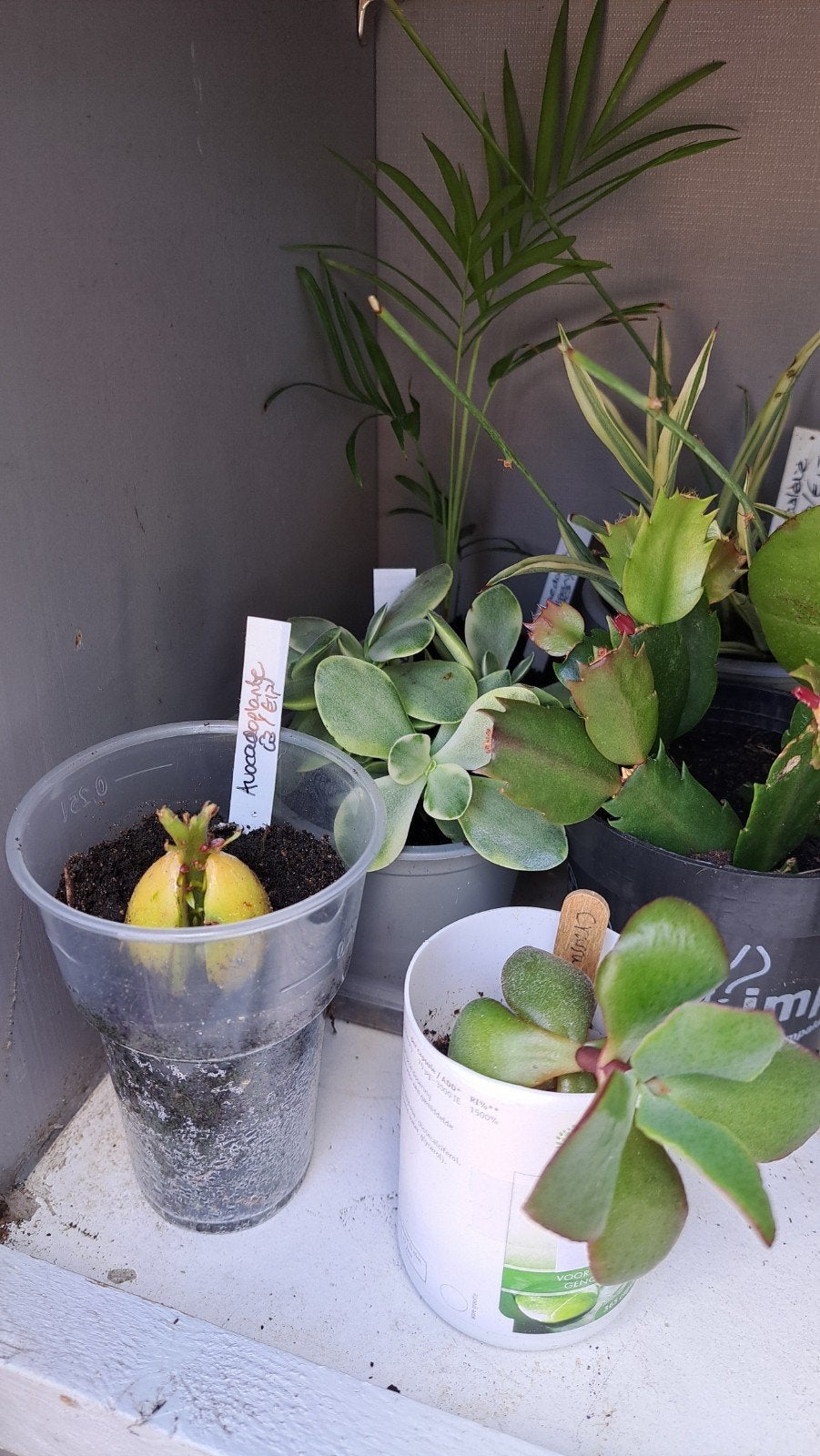 Crassula, Ophalen, Halfschaduw, Minder dan 100 cm