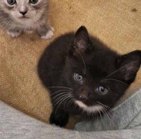 Nog 2 prachtige kittens te koop, Meerdere dieren, 0 tot 2 jaar