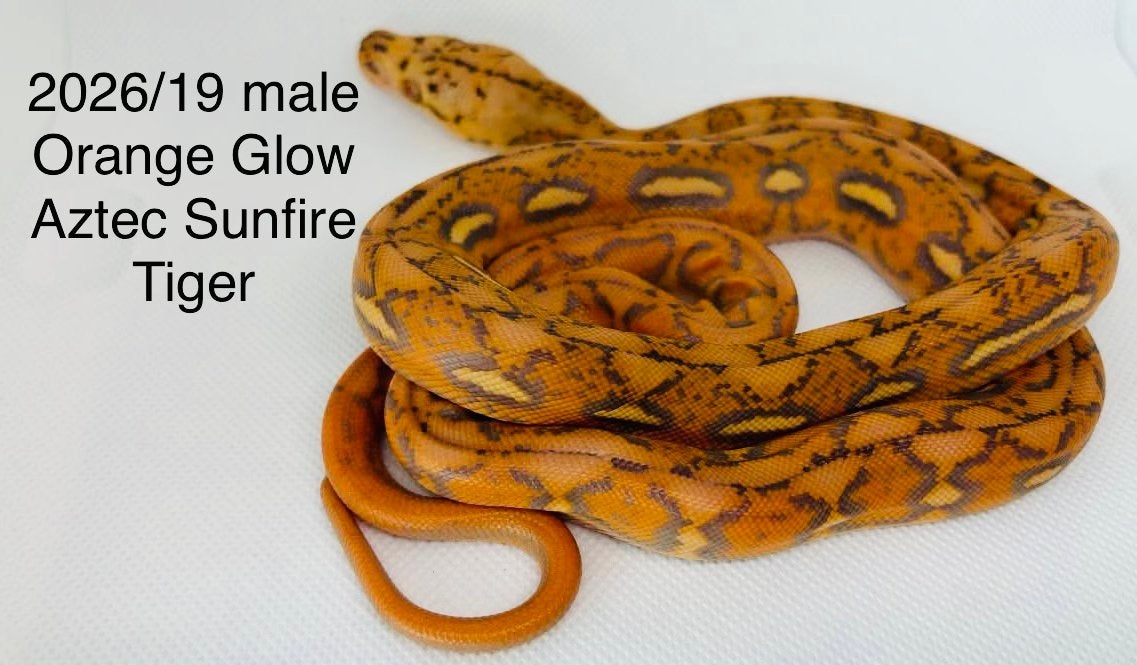 Nakweek Python Reticulatus Reticulated Python photo 13