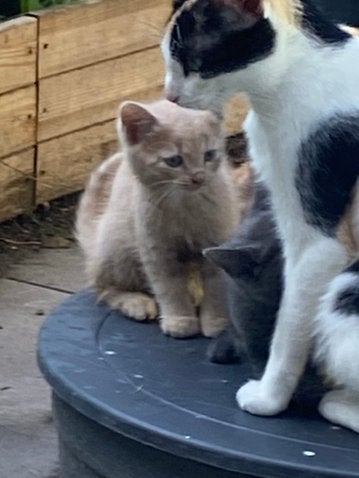 2 kittens te koop beige en zwart m klein wit befje, Kater, 0 tot 2 jaar