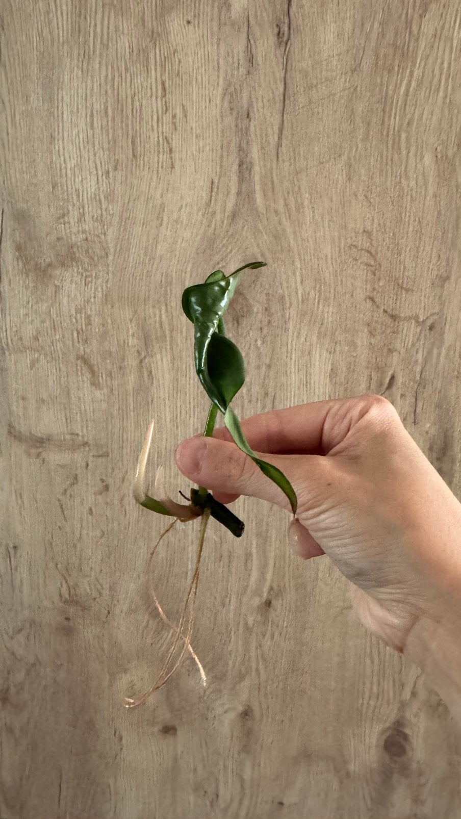 Stek Philodendron Camposportoanum, Ophalen, Halfschaduw, Minder dan 100 cm