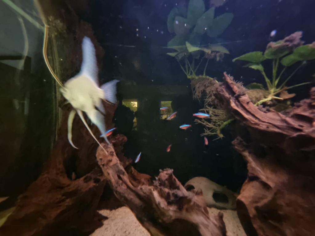 Prachtig compleet aquarium te koop, Vis, Zoetwatervis