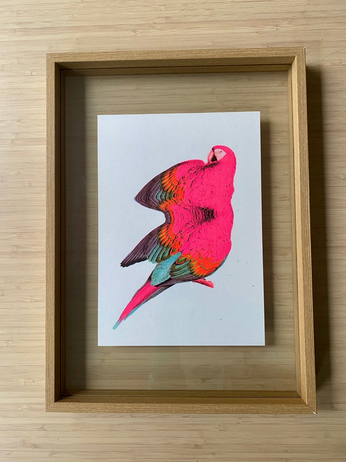 Zeefdruk papegaai Dana Dijkgraaf, ingelijst, Gesigneerd, Ophalen, Dieren en Natuur, Zeefdruk