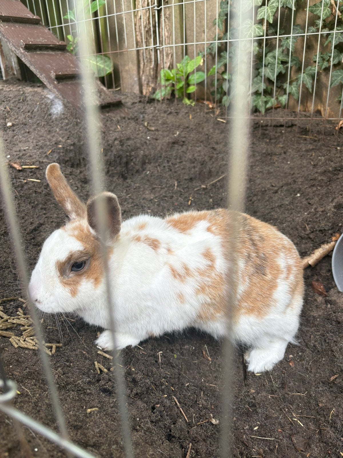 Konijn incl hok, Dieren en Toebehoren, Konijnen, Vrouwelijk, Dwerg, 6 tot 8 jaar