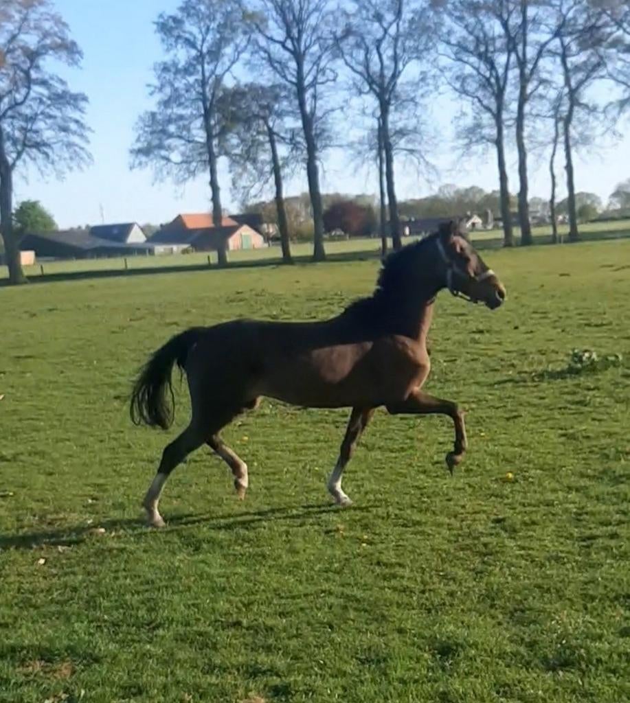 Te koop Hackney merrie, Merrie, Met stamboom, 7 tot 10 jaar, Tuigpaard