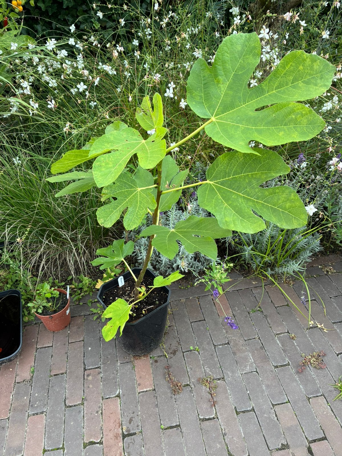 Vijgenboom "Atreano" (één van de lekkerste vijgen), Tuin en Terras, Minder dan 100 cm, Volle zon, In pot, Ophalen of Verzenden