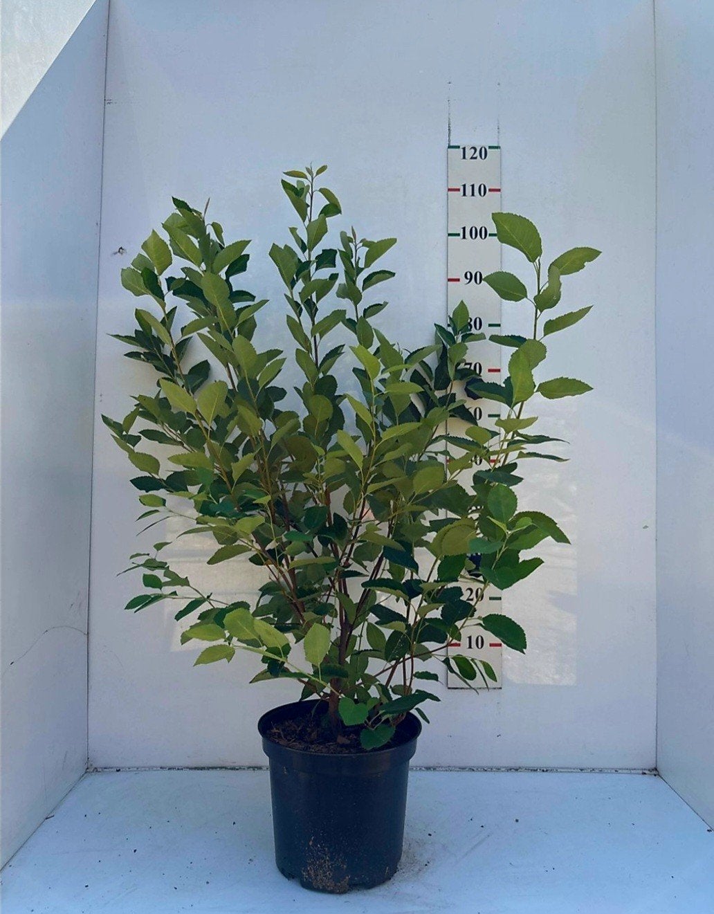 Amelanchier Lamarckii 🌿(krentenstruik) ️meerstam️, Ophalen, Overige soorten