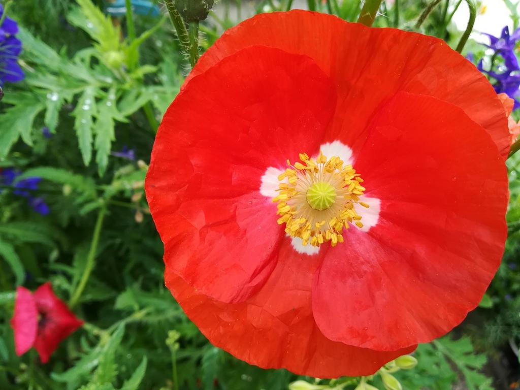 Klaproos Groot zaden, Papaver rhoeas, Verzenden, Volle zon