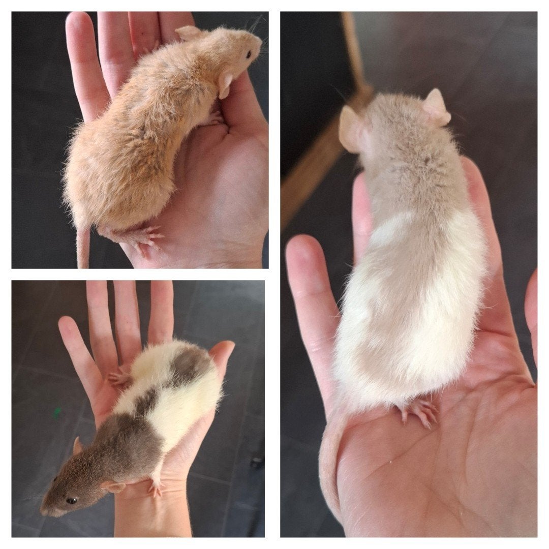 lieve dwergratjes, Rat, Juni, Meerdere dieren, Tam