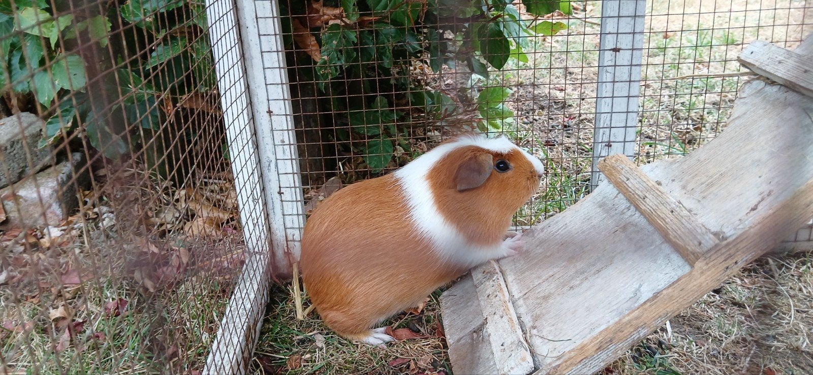 Prachtige cavia, beertje, mannetje. caramel en wit getekend, Cavia, Juni, Mannelijk, Tam