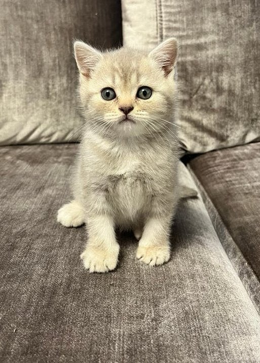 Prachtige brits korthaar kittens bijzondere kleuren, Meerdere dieren, Ontwormd, 0 tot 2 jaar