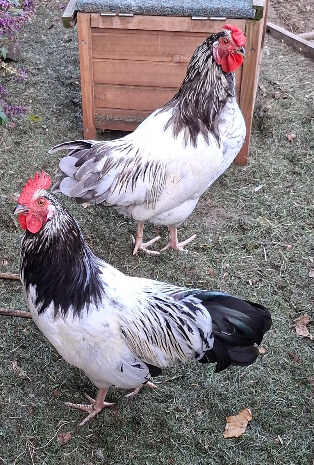 Jonge hanen, Dieren en Toebehoren, Pluimvee
