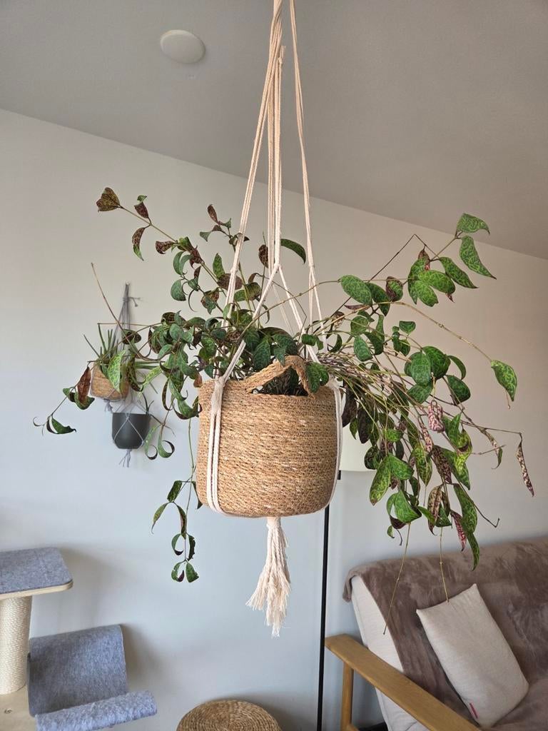 Hanging plant (lipstick plant makes flowers), Ophalen of Verzenden, Halfschaduw, Minder dan 100 cm
