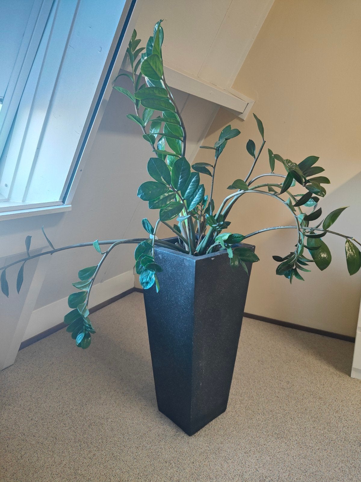 Prachtige Zamioculcas-bloem, Huis en Inrichting, Woonaccessoires | Kunstplanten en Kunstbloemen, Ophalen, Zo goed als nieuw