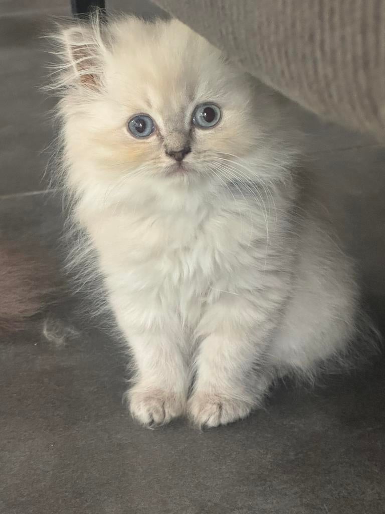 Brits langhaar kittens, Dieren en Toebehoren, Kater, Ingeënt