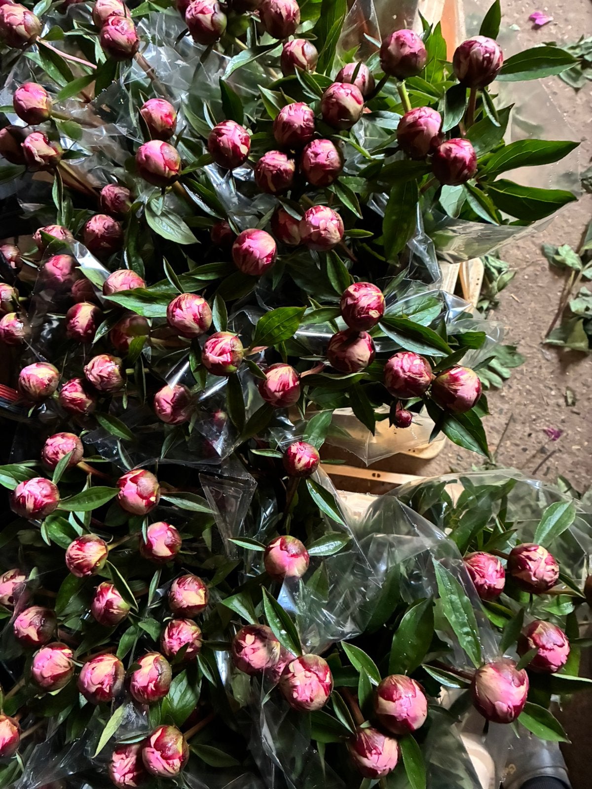 Pioenrozen, Tuin en Terras, Planten | Tuinplanten, Eenjarig, Volledige schaduw, Zomer, Ophalen