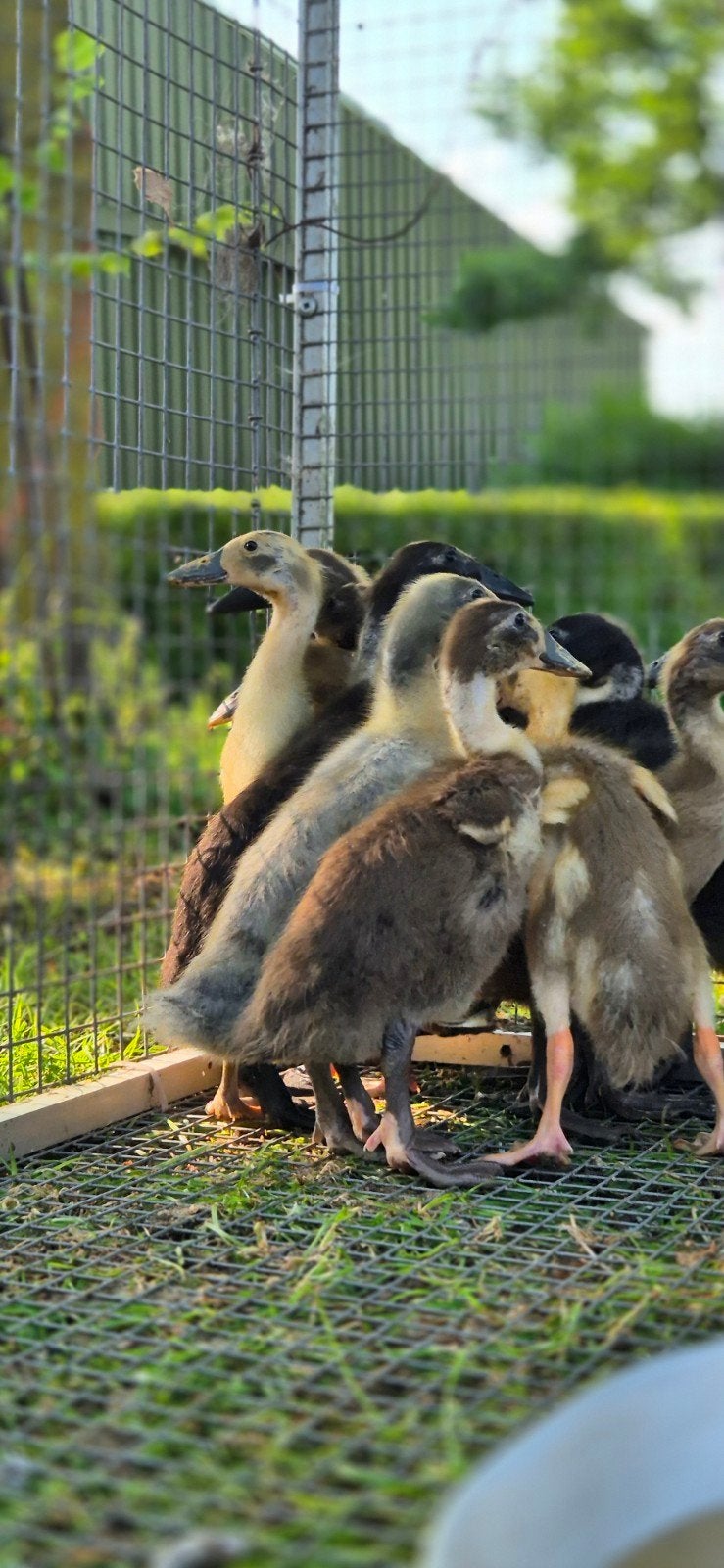 Indische loopeenden, Dieren en Toebehoren, Meerdere dieren, Eend