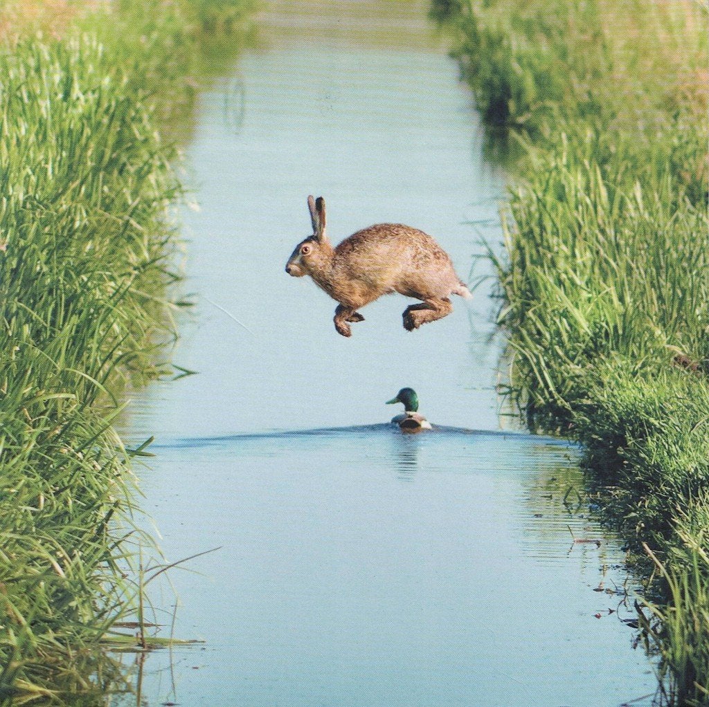 Haas springt over zwemmende eend 236, Verzenden, 1980 tot heden, Gelopen, Waterdier