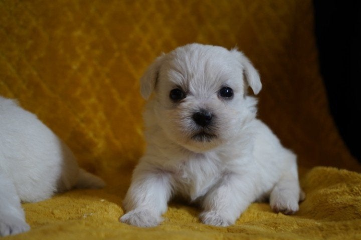 Mooie kleine boomer pups te koop., Nederland, Overige rassen, 8 tot 15 weken, CDV (hondenziekte)