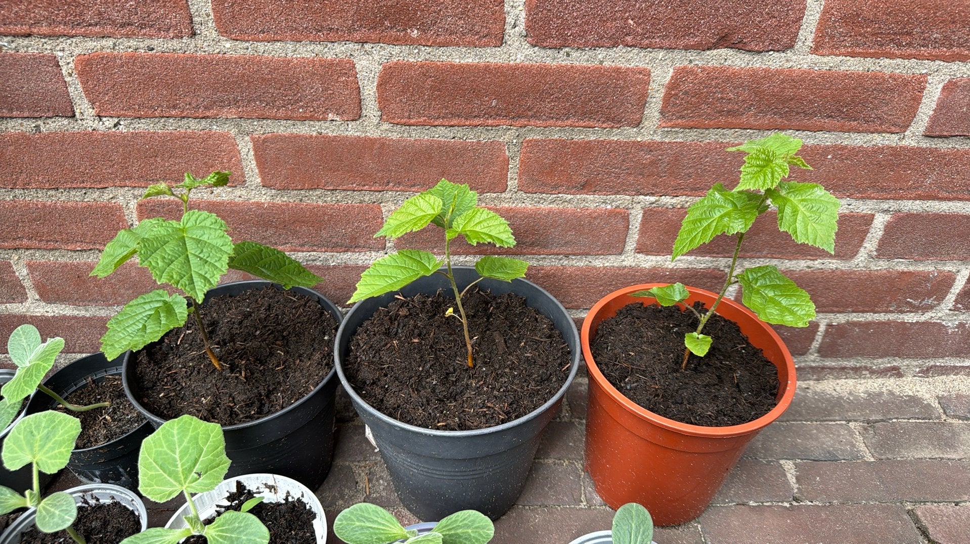 Hazelaar plantjes, Ophalen, Vaste plant, Overige soorten, Volle zon