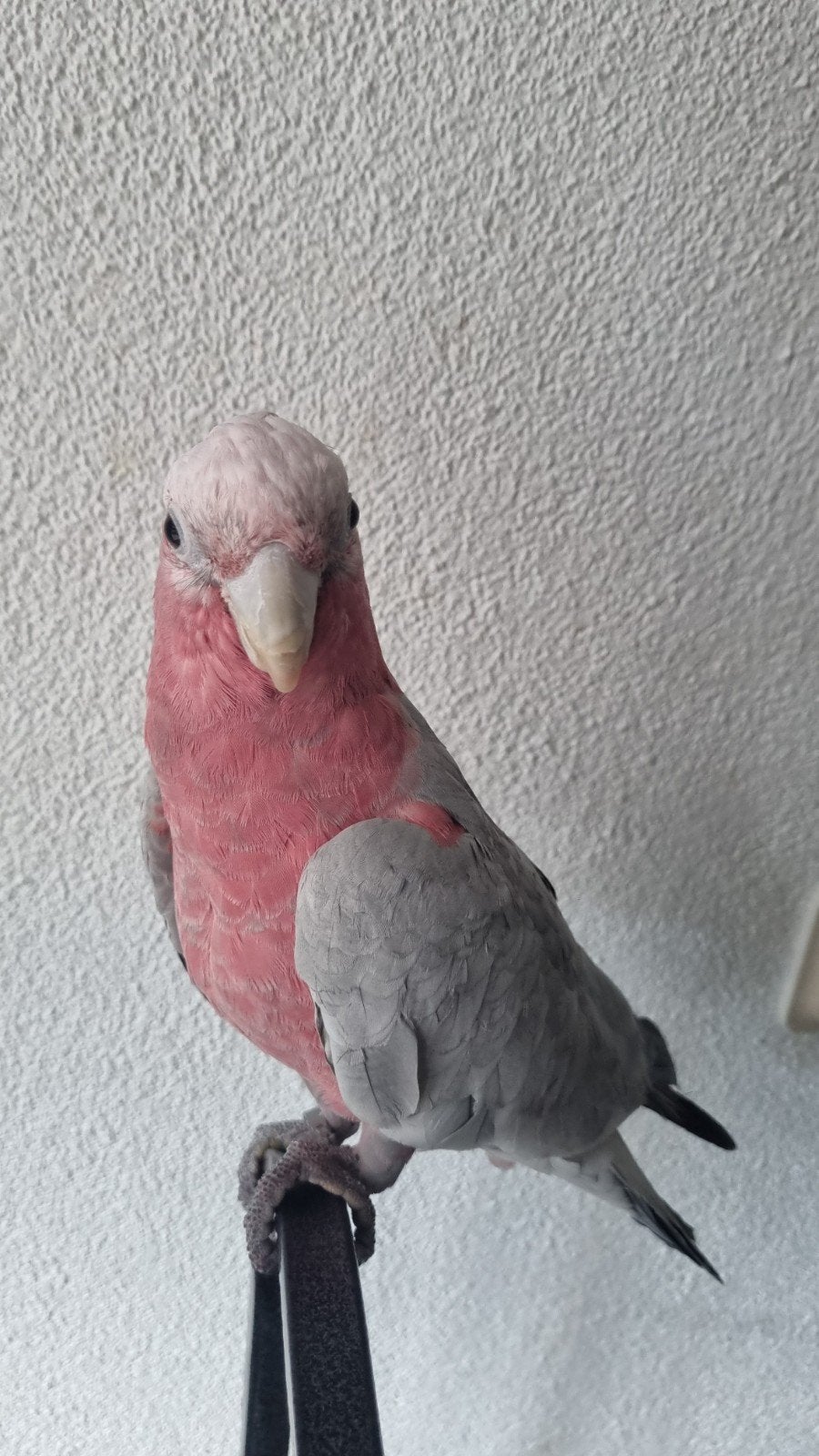 Roze kaketoe super tam., Dieren en Toebehoren, Mannelijk, Papegaai, Tam