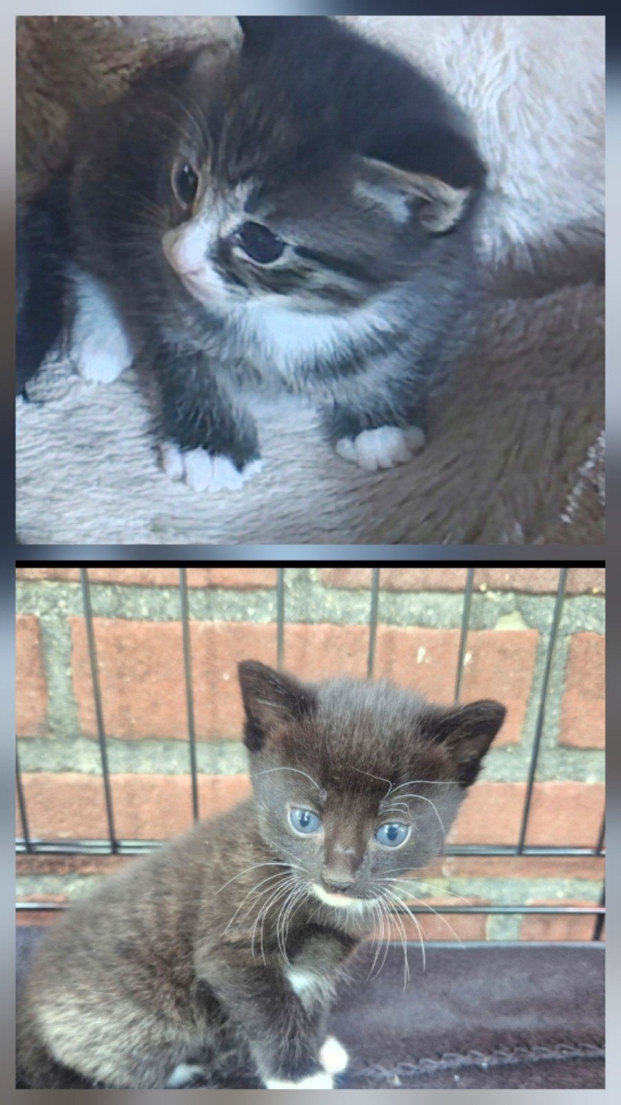 2 kittens te koop