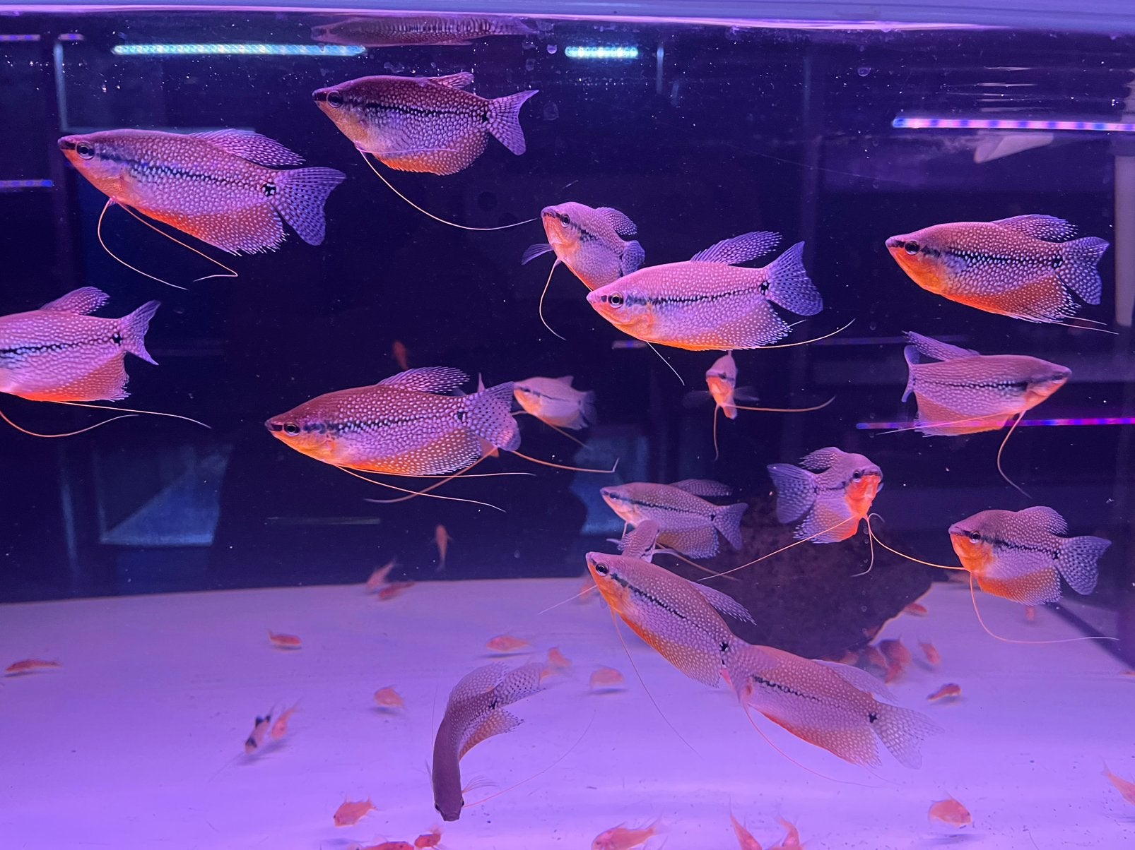 Diamant Goerami XL, Vis