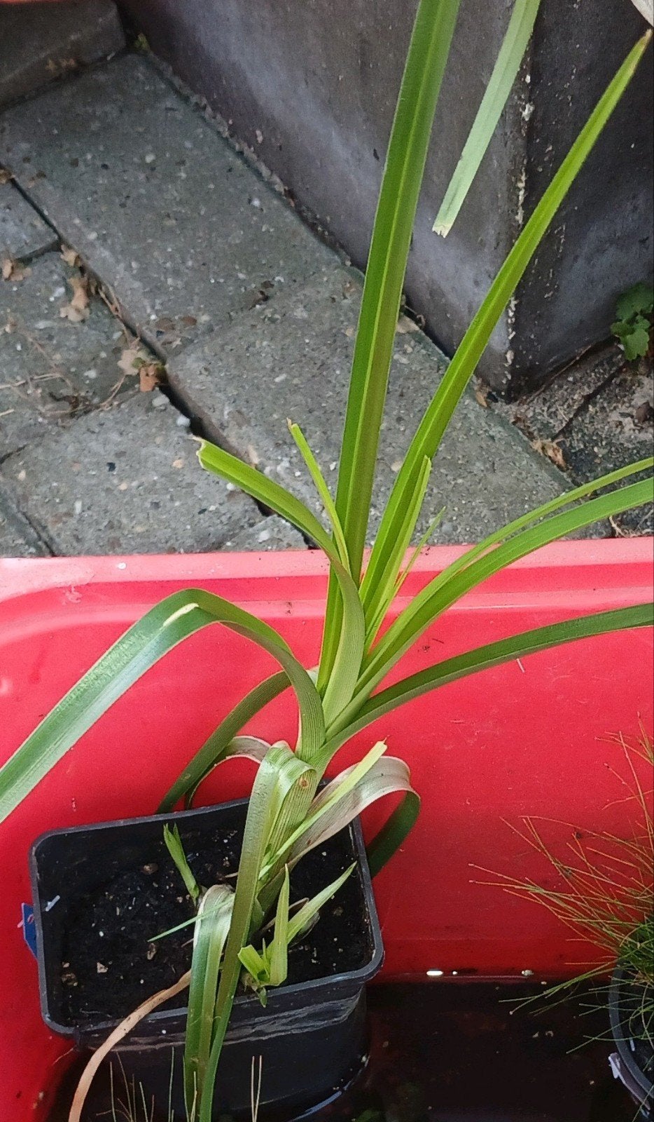 Cyperus glaber, Ophalen