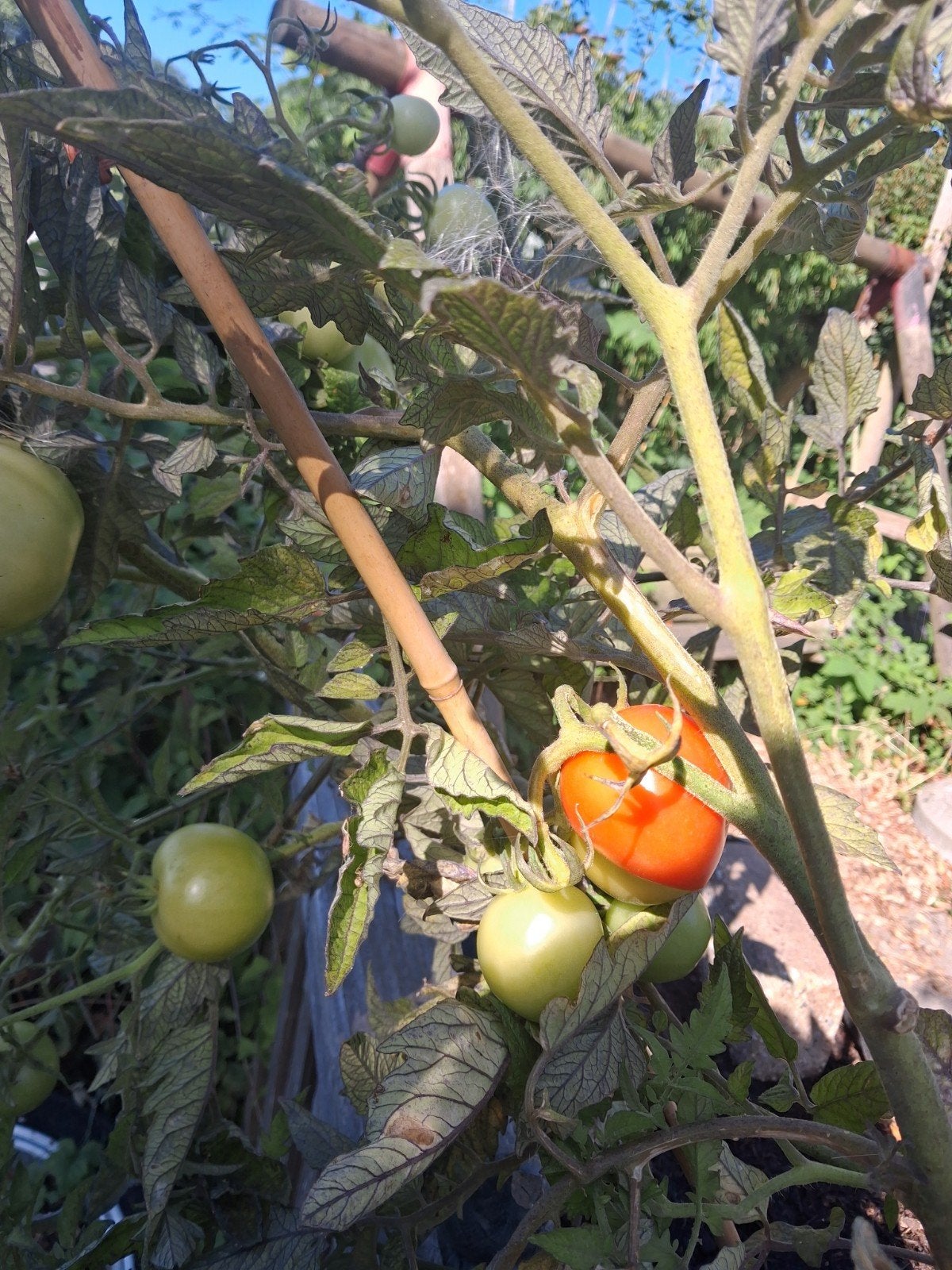 boerderij verse tomaten, Ophalen of Verzenden, Eenjarig, Groenteplanten, Volle zon