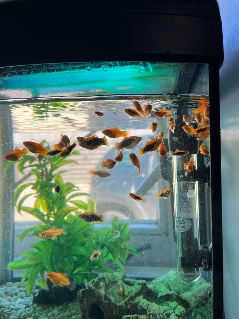 Jonge platy vissen, Dieren en Toebehoren, Vis