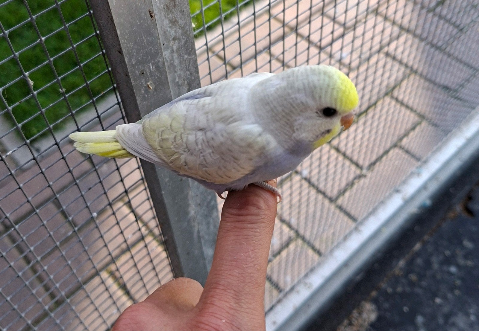 Jonge (tamme) grasparkieten te koop, Dieren en Toebehoren, Vogels | Parkieten en Papegaaien, Geslacht onbekend, Parkiet