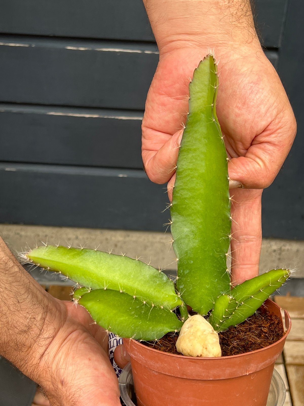 Jonge Drakenfruit Plant - Pitaya Cactus, Volle zon, Vaste plant, Ophalen of Verzenden, Zomer