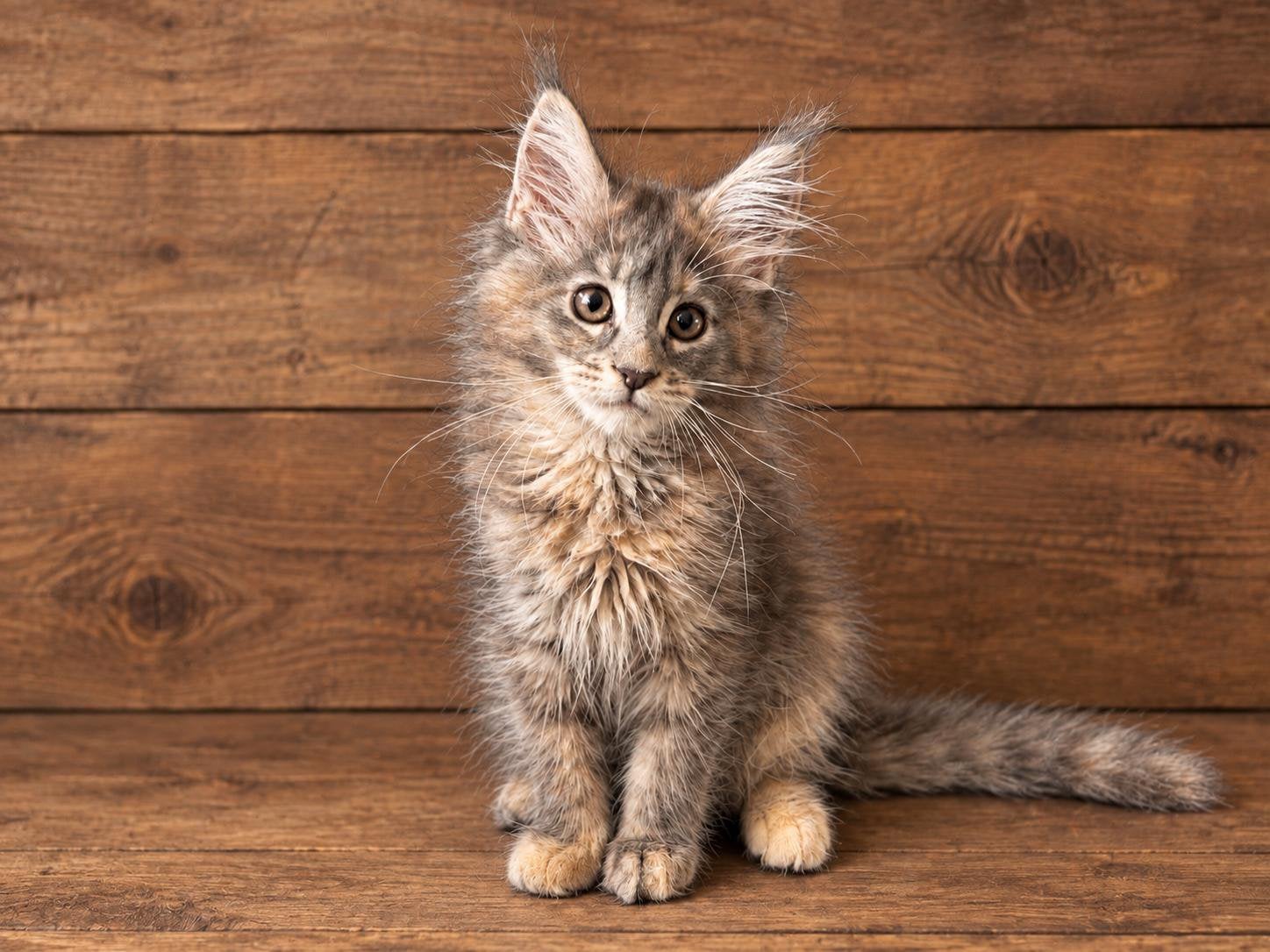 Prachtige Maine coon kittens uit Russische lijnen, Dieren en Toebehoren, Meerdere dieren, Gechipt