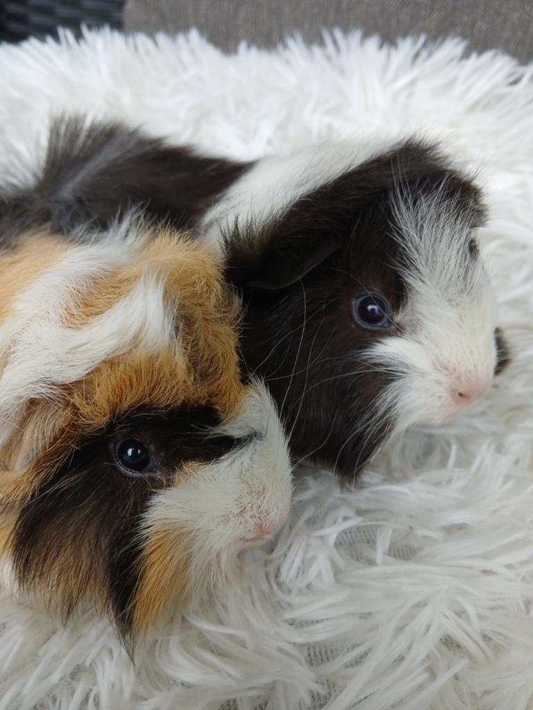 Mooie, lieve peruvian caviabroertjes, Dieren en Toebehoren, April, Mannelijk, Cavia