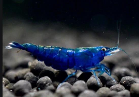 Blue diamond neocaridina garnalen, Kreeft, Krab of Garnaal