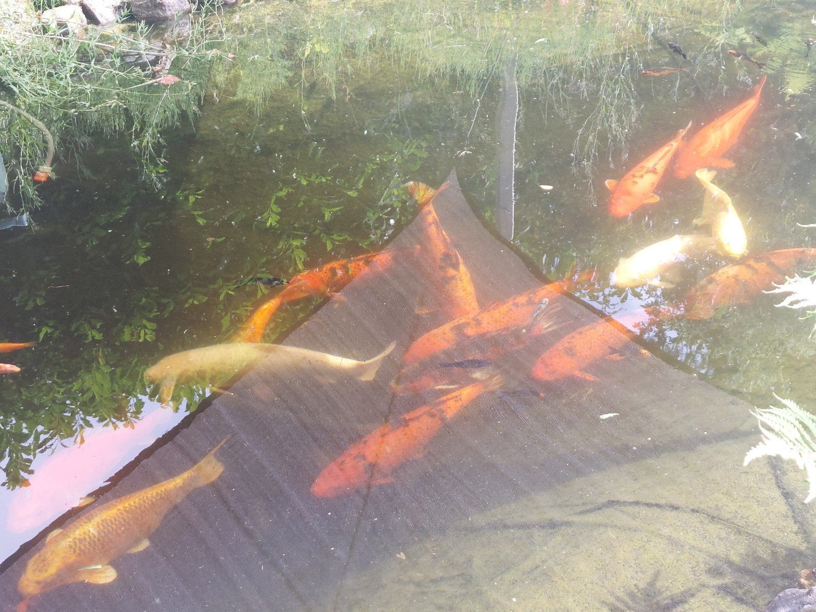 Kleine vissen karpers, Dieren en Toebehoren, Vissen | Vijvervissen, Karper of Koi