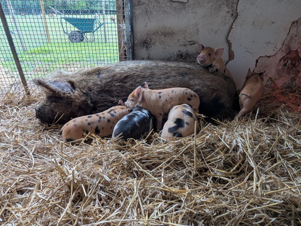 Kune kune biggen, Dieren en Toebehoren, Schapen, Geiten en Varkens, Meerdere dieren, Varken