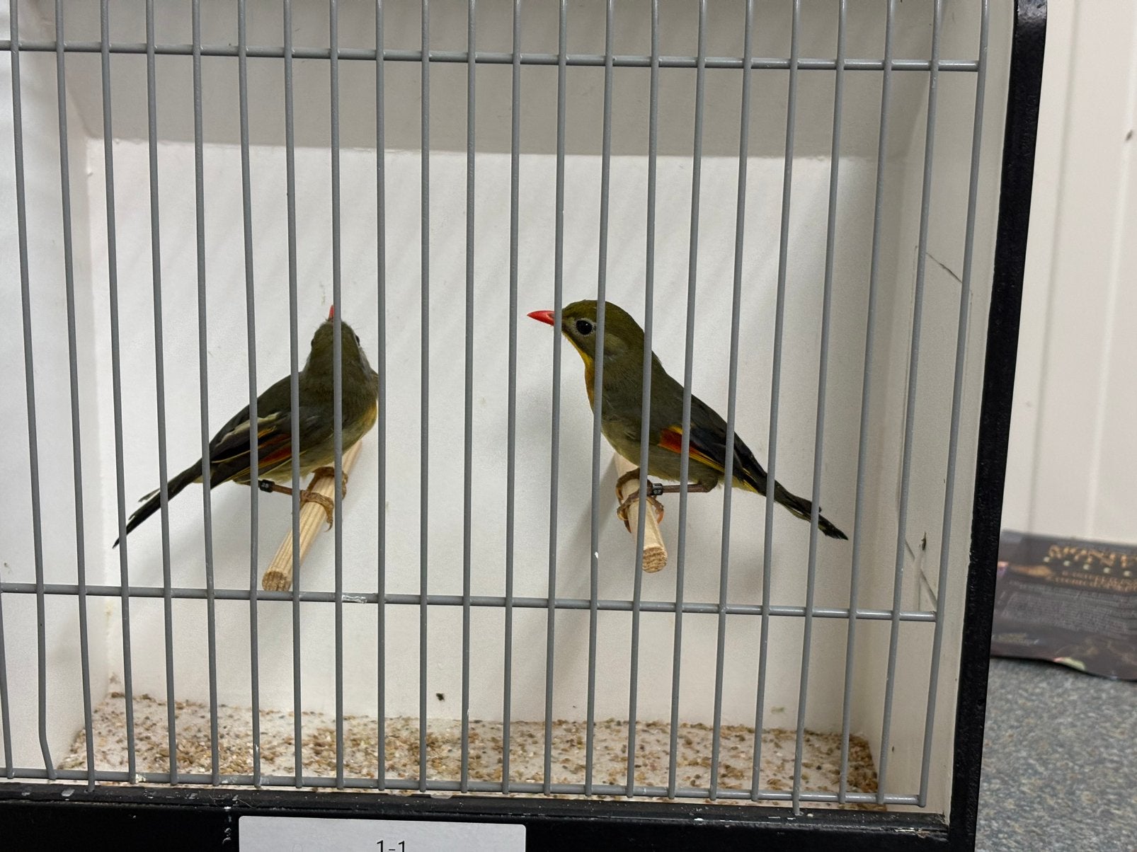Japanse nachtegaal pop, Dieren en Toebehoren, Vrouwelijk, Geringd